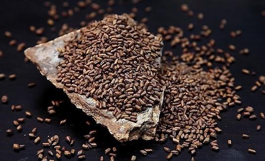 決明子的功效與作用及食用方法全解析