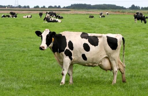 牛初乳的功效与作用:六大益处全解析