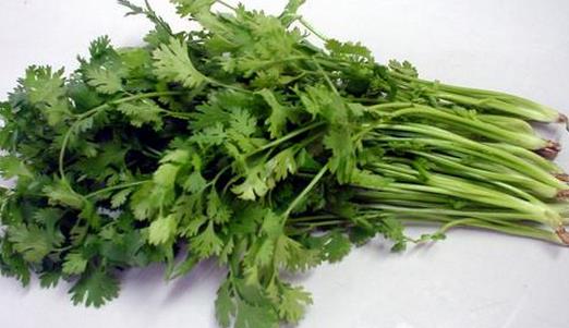 香菜的功效與保存方法