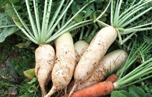 白萝卜的10大妙用与食用禁忌