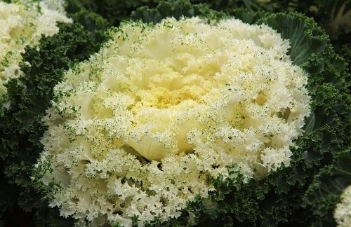 甘藍的營養價值:高麗菜的健康好處