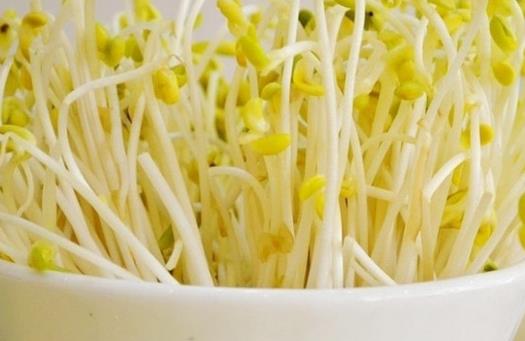 黃豆芽與綠豆芽營養對比:哪個更勝一籌?