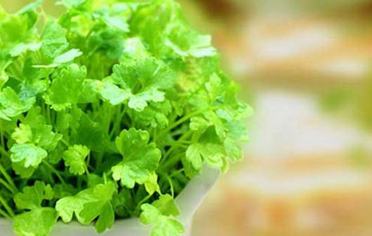 為啥不愛吃香菜？香菜的功效與基因關係