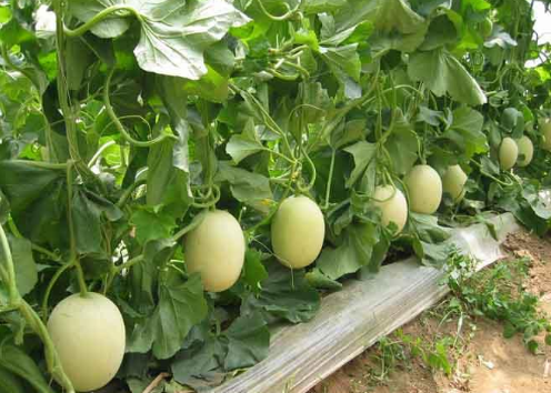 甜瓜全方位:功效、種植技術與保存