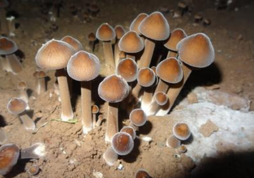 雞枞菌的功效與作用
