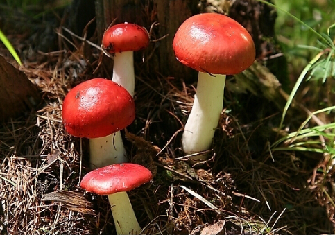 紅菇的做法與功效:紅菇排骨山藥湯的家常烹調指南