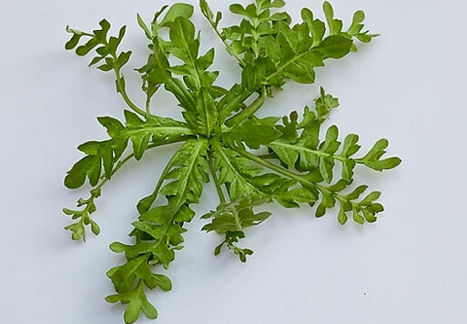 荠菜的做法与营养价值全解