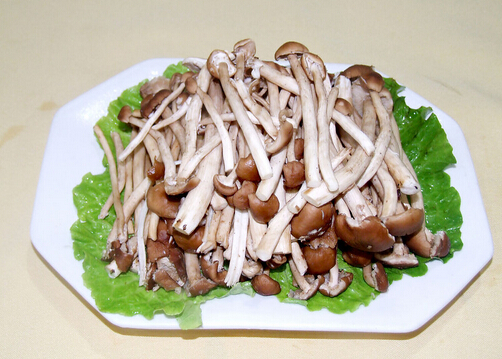 茶樹菇營養價值解析：保健功效、適宜人群與營養成分