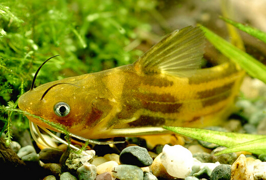 黃颡魚的營養價值與功效