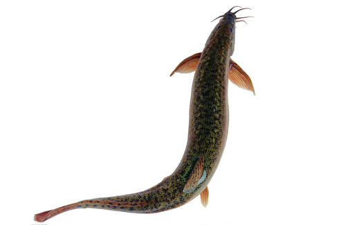 鯙魚的營養價值與功效
