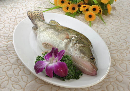 桂魚的營養價值與功效