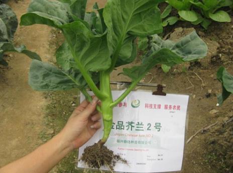 吃芥藍好嗎?營養價值、功效與食用注意事項