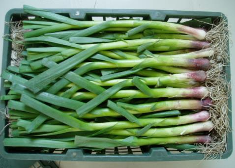蒜苗怎麼做好吃？營養價值、功效與作用全解析