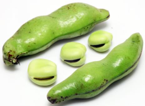 蠶豆的營養價值、功效與正確食用方法