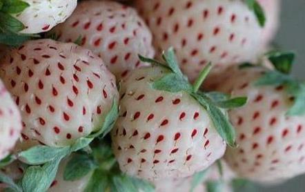 菠蘿莓營養價值與功效全解