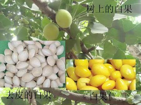 白果的营养价值与功效作用详解