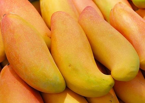 芒果的营养价值、功效作用与食用禁忌全解析