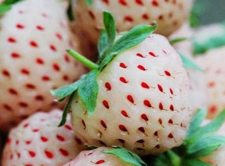 菠蘿莓的營養價值、功效與食用禁忌全解析