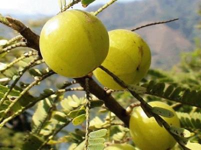 油甘子(牛甘果)的营养价值、功效与作用全解析
