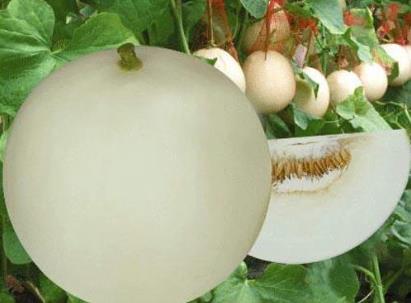 吃香瓜的營養功效與健康作用全解析