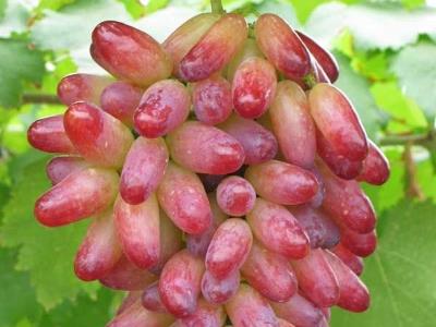提子皮可以吃嗎?提子皮的功效與作用