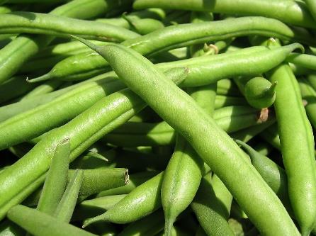 四季豆的營養價值與功效