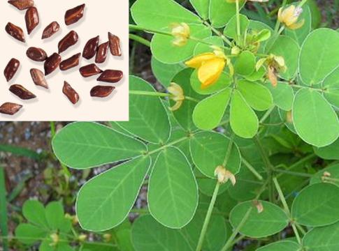決明子茶與乾品 決明子的功效、作用與副作用說明