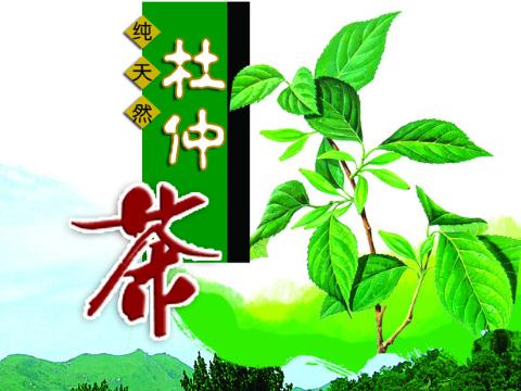 杜仲茶的功效與作用正確沖泡方法與適用人群