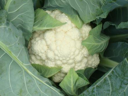 花椰菜營養價值與功效解析