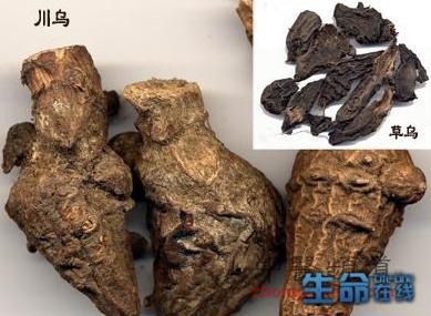 烏頭的功效與作用：從毒藥到良藥的全面解析