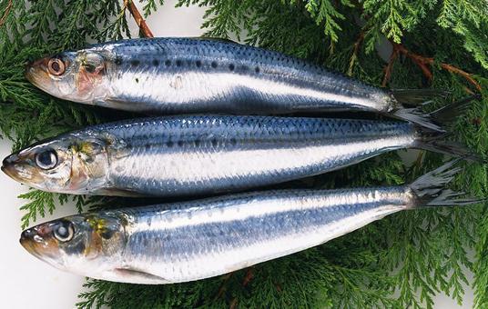 青魚的營養價值與食用指南