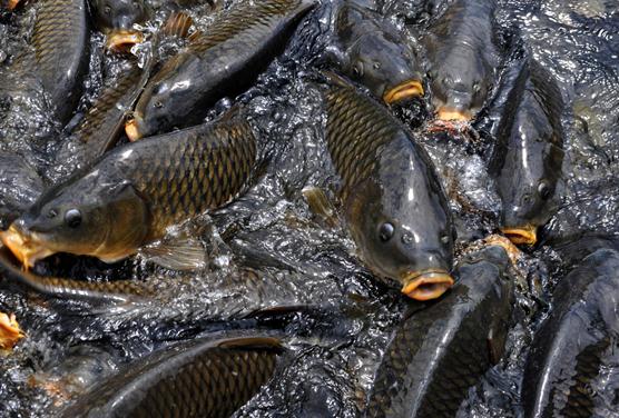 鯉魚的營養價值與功效