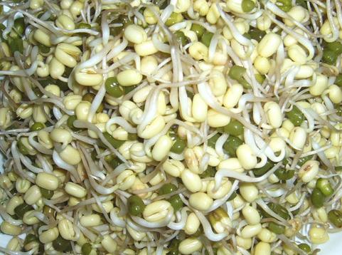 綠豆芽的營養價值、功效與食用注意事項