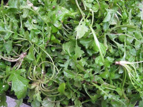 荠菜的营养价值、功效与作用全面解析