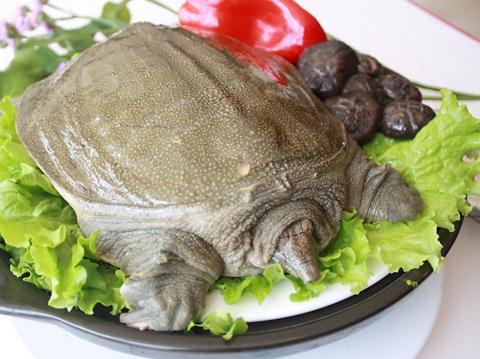 吃甲魚有什麼好處?甲魚營養價值與功效全解析