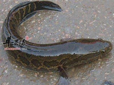 吃黑魚的好處：營養價值、功效與食用注意事項