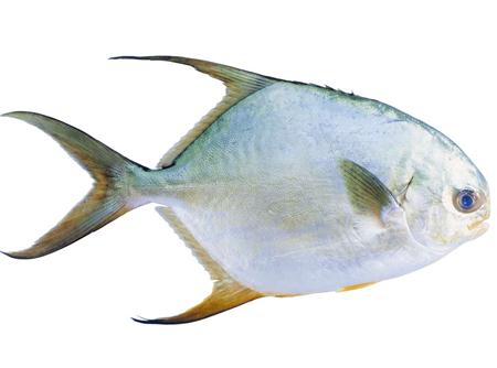 鲳魚營養價值解析:成分、功效與食用禁忌