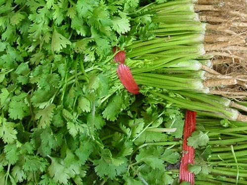 香菜的功效、作用与副作用，正確食用建議
