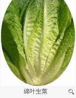 吃生菜有什么功效？生菜的食疗作用