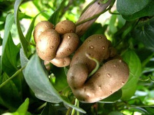 吃山藥豆有什麼好處？山藥豆營養與功效全解析