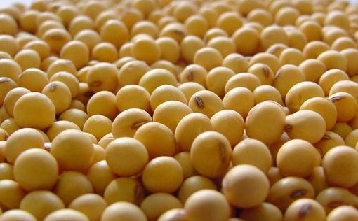 吃黃豆能夠減肥嗎?黃豆營養價值與正確食用方式解析
