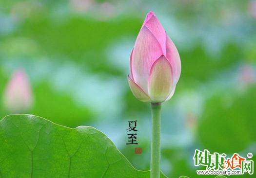 夏至節氣養生:補陽祛濕與生活調適要則
