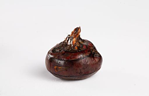 荸荠營養價值與去皮方法全解析