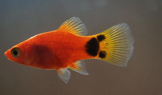 瑪麗魚缸擺放與風水應用指南