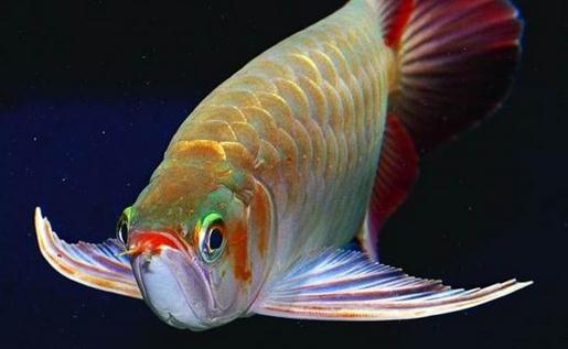 龍魚風水學應用解析：品種、寓意與五行配置