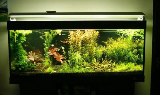風水魚養幾條為宜？魚缸擺放位置與數目吉祥解析