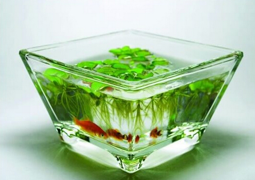 風水魚有哪些?風水魚缸擺放位置與養魚數量指南