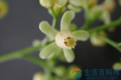 桃花心木鉴别与优缺点全解