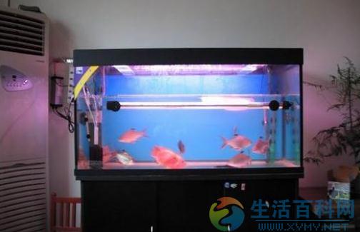 魚缸與家居運勢的關係:原則、禁忌與吉方位
