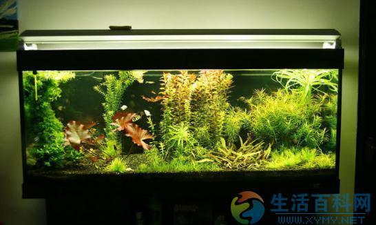 風水魚養幾條才好？魚缸擺放位置與數目選擇指南